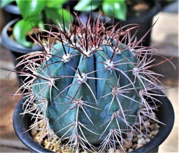 【保障できる】 天平丸等の種採取と菊水モンストほか | ☆ガマンマの ニク・サボ サボテン