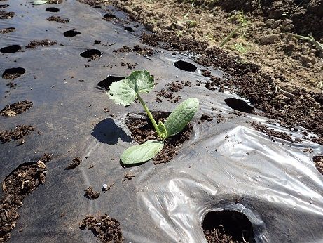 年04月01日の記事 暇人主婦の家庭菜園 楽天ブログ