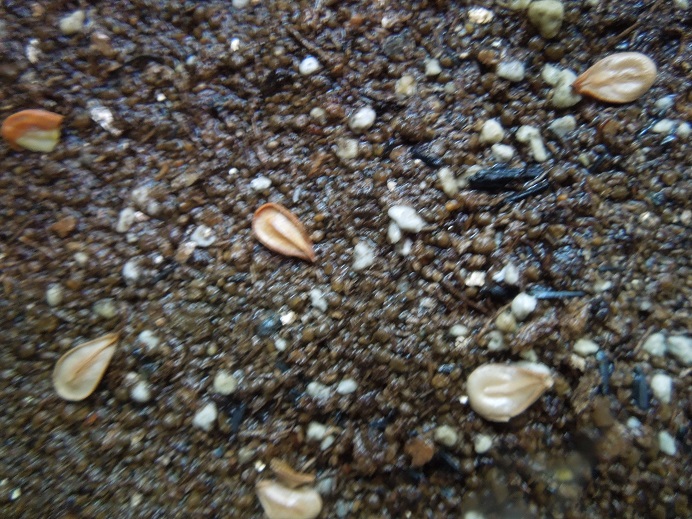 パキポディウム5-4-3