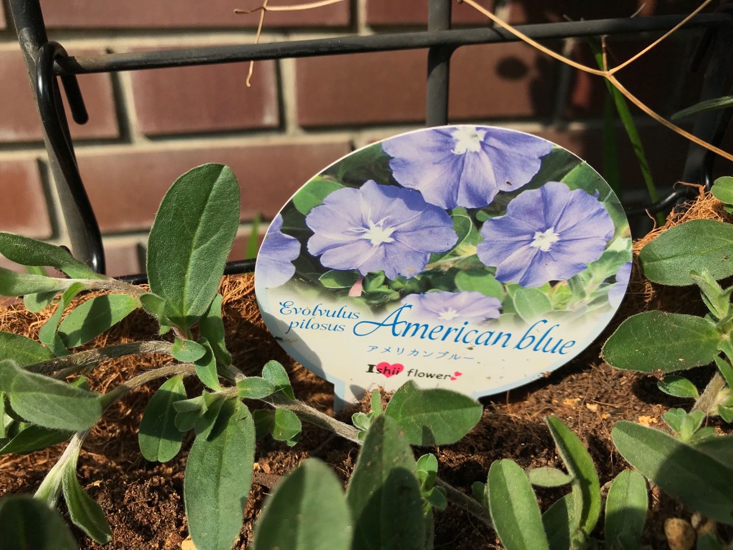 昨日ホームセンターで買った花苗の植え付け セントポーリア カラジウムなど Music Land 私の庭の花たち 楽天ブログ 昨日ホームセンターで買った花苗の植え付け セントポーリア カラジウムなど Music Land 私の庭の花たち 楽天ブログ