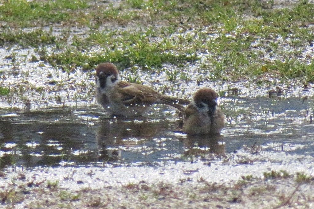 公園と庭の野鳥 スズメ水浴び ツグミ ウグイス 大分金太郎の花鳥蝶月 楽天ブログ