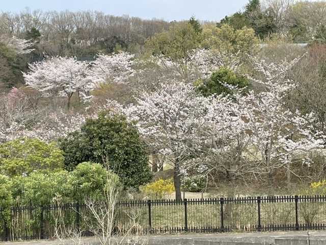 アンデルセン公園を散策 奥多摩トラウト 房総ソルトルアー入門 猫の保護活動もやってるよ 楽天ブログ