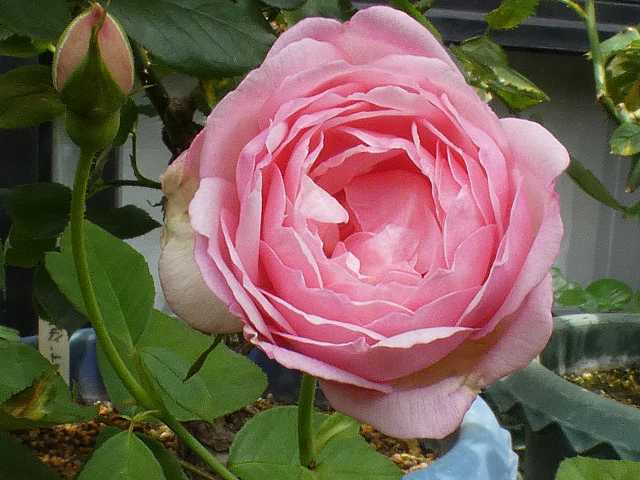 和名は桜鏡「デュセス・ドゥ・ブラバン」＠咲き始めの秋バラ～エブタイド、クレアオースチンなど バラの美と香りを求めて 楽天ブログ