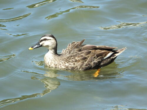 小池公園にて