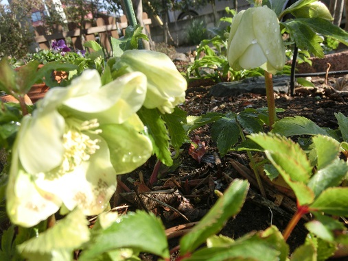 クリスマスローズ