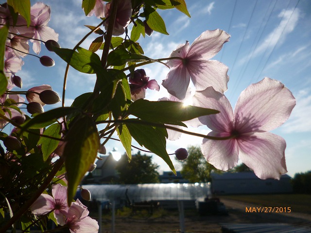 P1090420.jpg