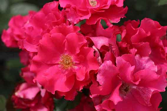 藍住バラまつり-06♪