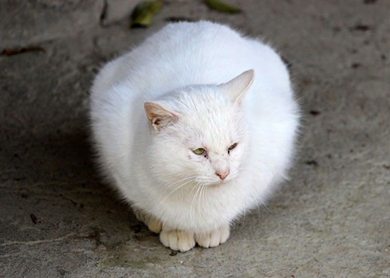 我が家のニャンコ♪2015/1/21-3