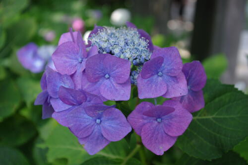 御霊神社の紫陽花