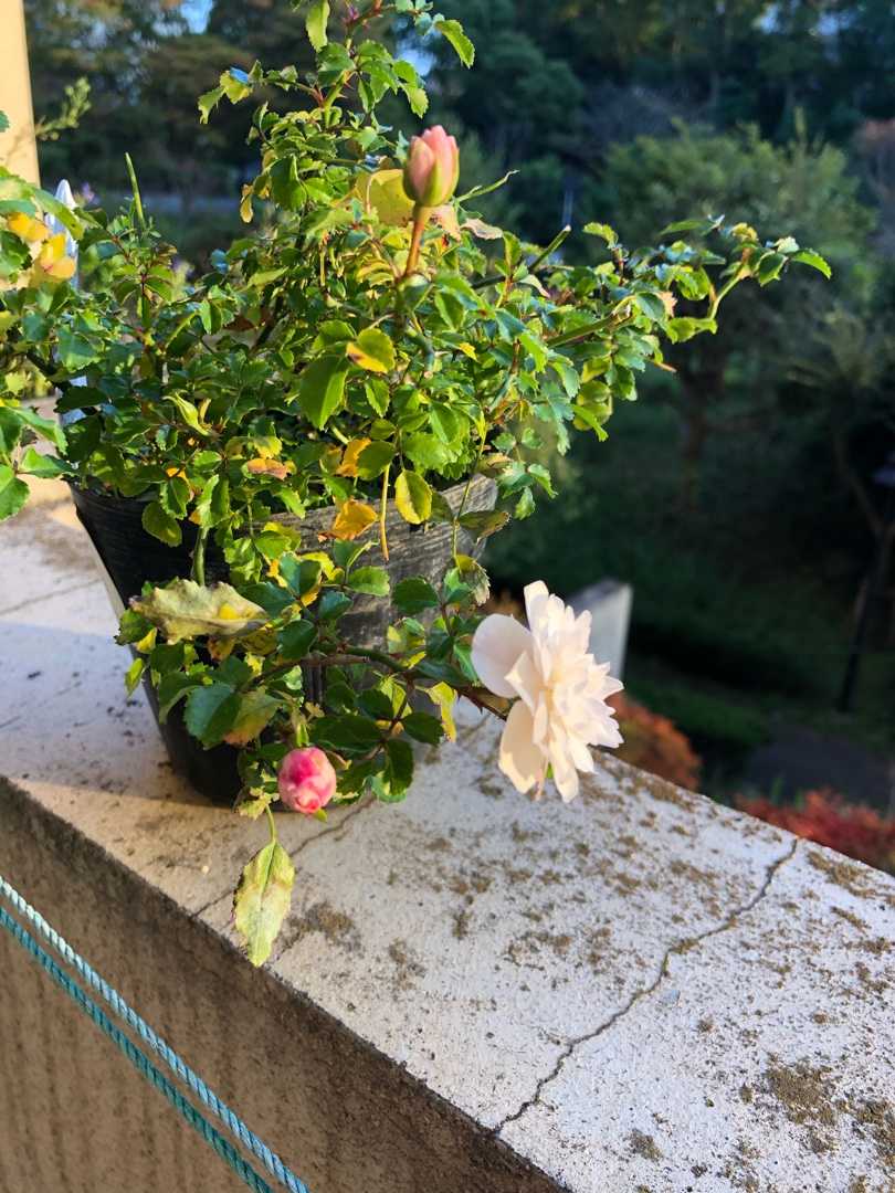 今日 ミニバラ スノーシャワーが 一つキレイに咲いた ７０才からの一人暮らし 楽天ブログ