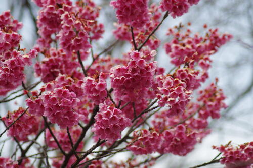 荏原神社の寒緋桜