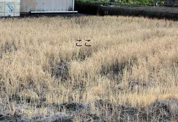 我が家のニャンコ♪2014/02/5-5