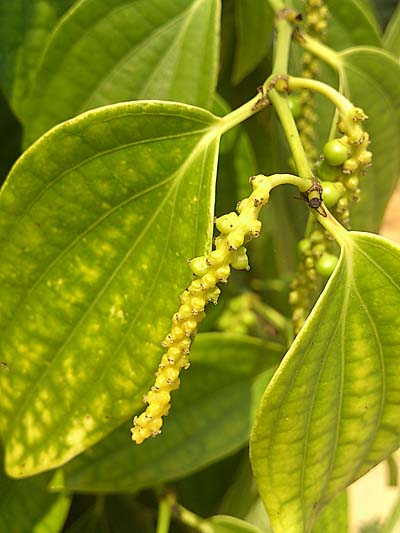 着果仕掛けの花芽