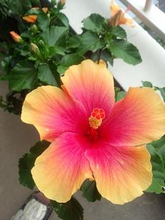 IMG_20130826_125647273.jpg