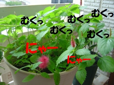 4.JPG