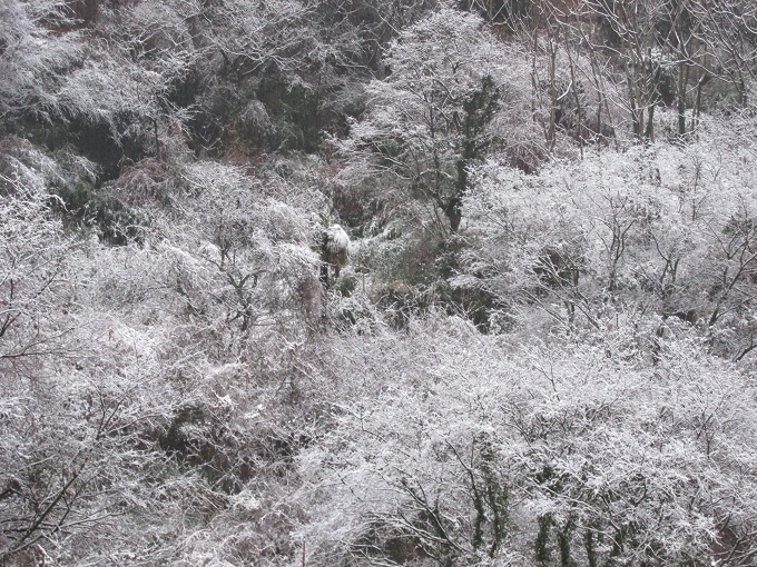 休山の積雪(１月３０)日