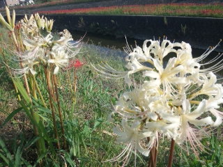 白い彼岸花もいいですね