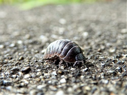 虫 偐万葉田舎家持歌集 楽天ブログ