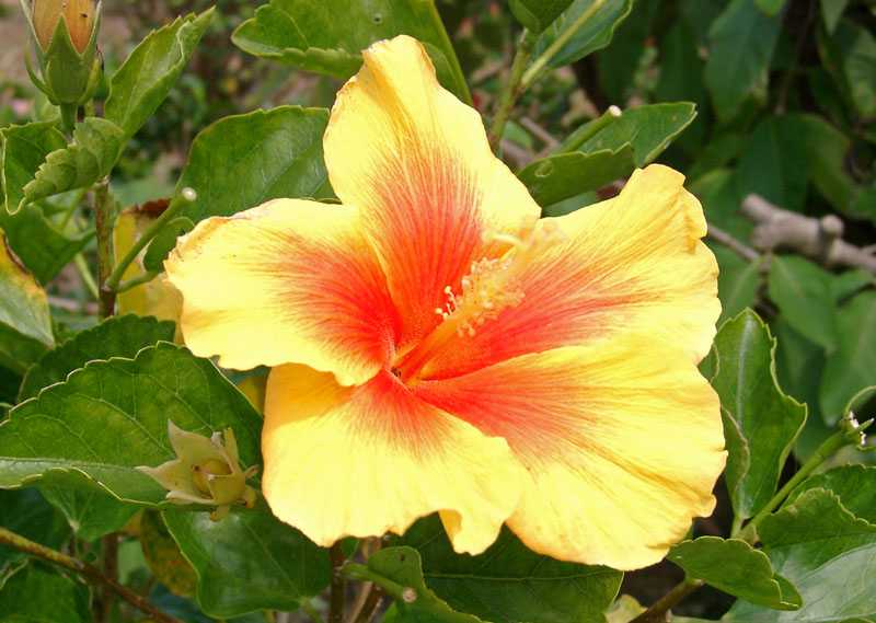 バンブーハウス 沖縄 ハイビスカス イエローベル Hawaiian Type 沖縄ヤンバルの里山 楽天ブログ