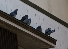 IMG_6290-1.jpg