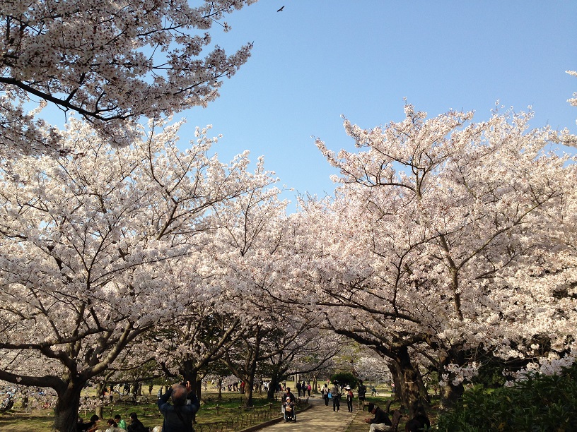 2014sakura.jpg