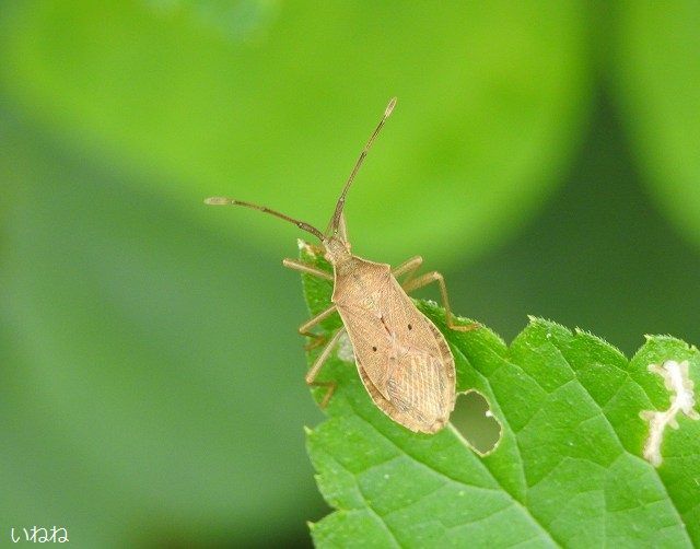 ホシハラビロヘリカメムシ2018年11月4日