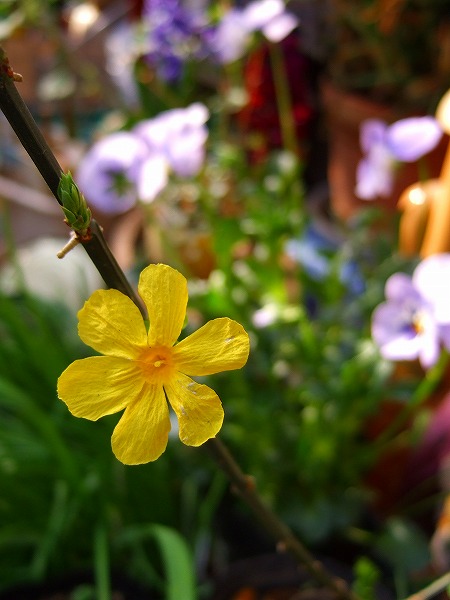 最後の黄梅の花