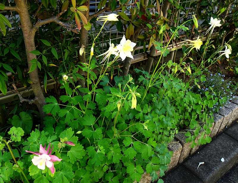 5月6日 今日の一花 その2 セイヨウオダマキ 西洋苧環 Gazengamaのブログ 散歩中に出合った花と趣味の陶芸作品 楽天ブログ 5月6日 今日の一花 その2 セイヨウオダマキ 西洋苧環 Gazengamaのブログ 散歩中に出合った花と趣味の陶芸作品 楽天ブログ
