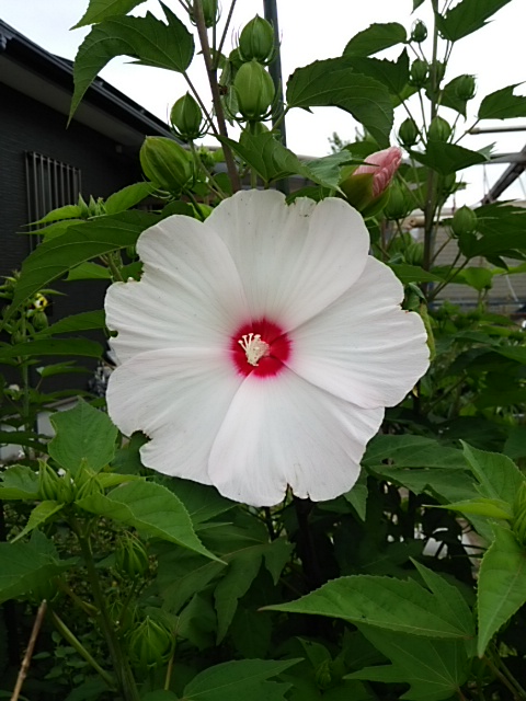DSC_2641.JPG