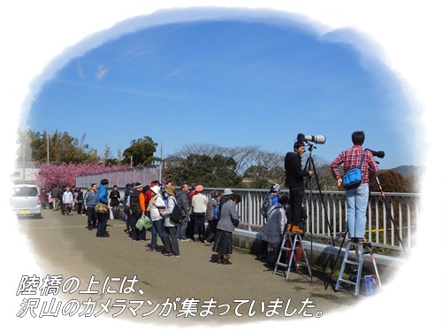 三浦海岸の河津桜と電車の撮り鉄