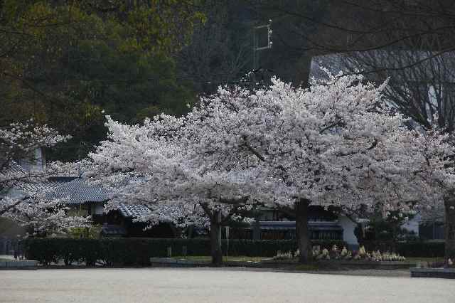 20100405k64000802Cherryblossom.jpg