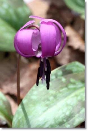 樹木公園・カタクリ-4 15.4.18