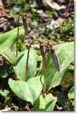 樹木公園-19 カタクリ-6 14.4.2