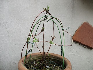 IMG_9744ss.jpg