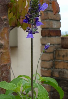 P1060468-ass.jpg