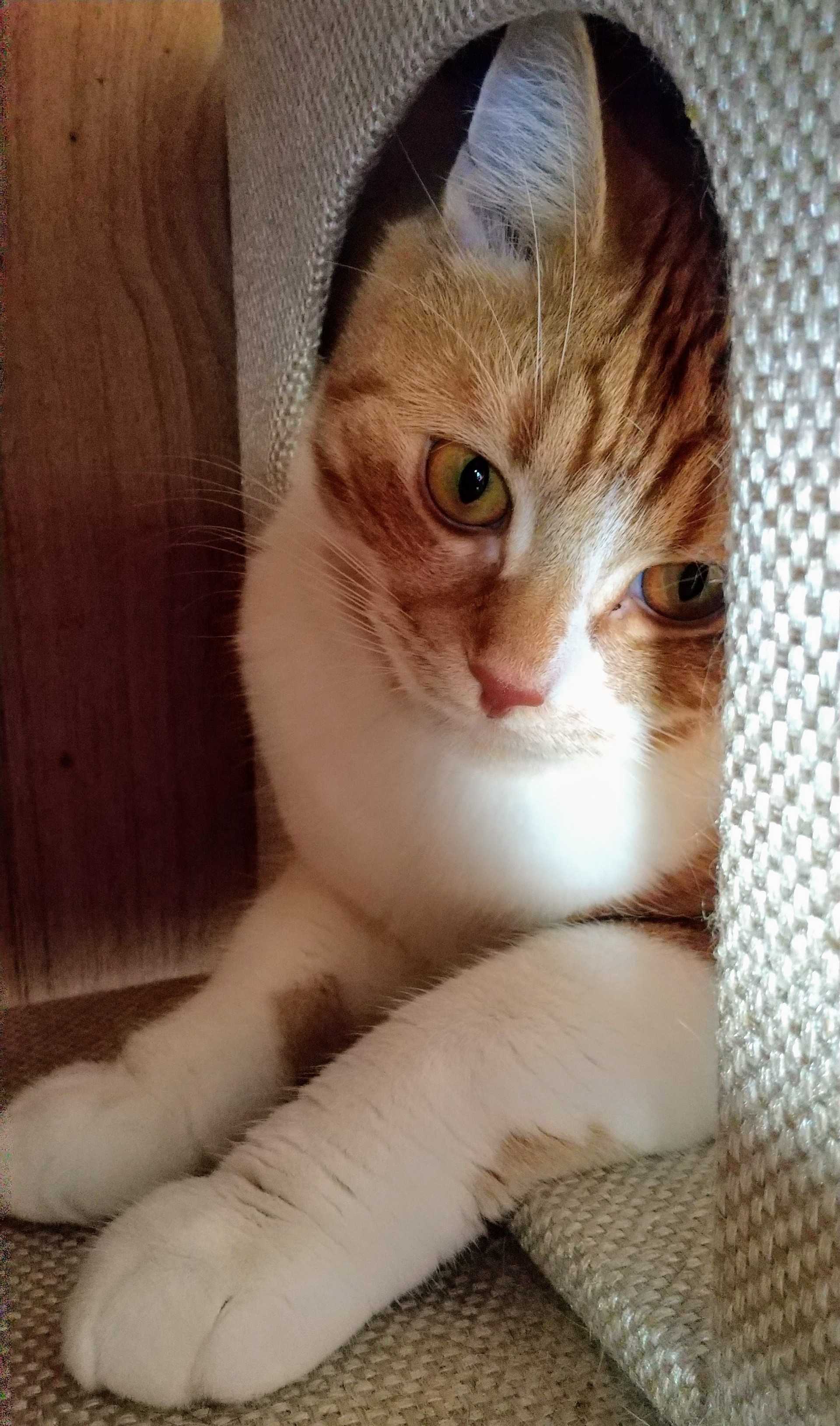 ペット 人気テーマランキング 楽天ブログ