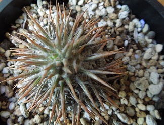 グラキリス2-6ｰ2