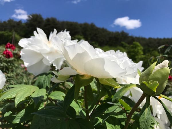 rblog-20170517160914-06.jpg