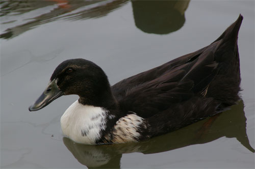 黒いアヒル