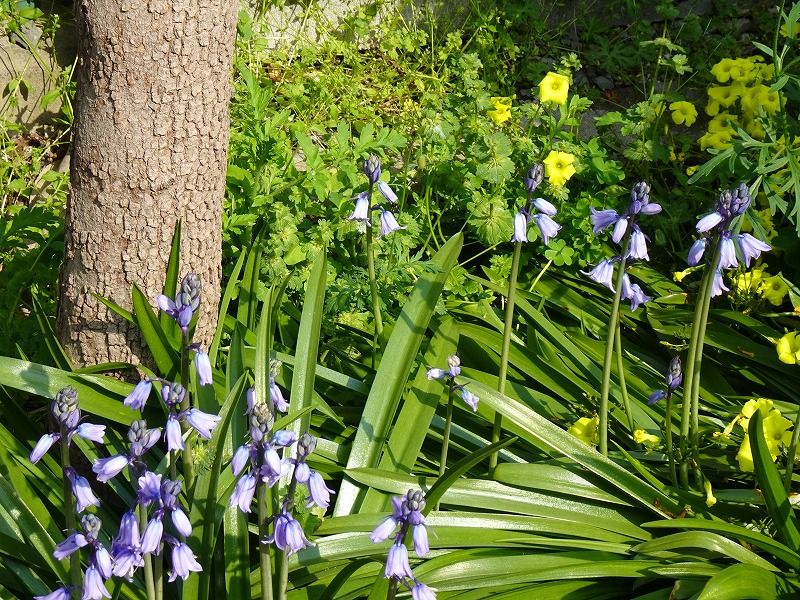 4月日 4月の花 その３ Gazengamaのブログ 散歩中に出合った花と趣味の陶芸作品 楽天ブログ