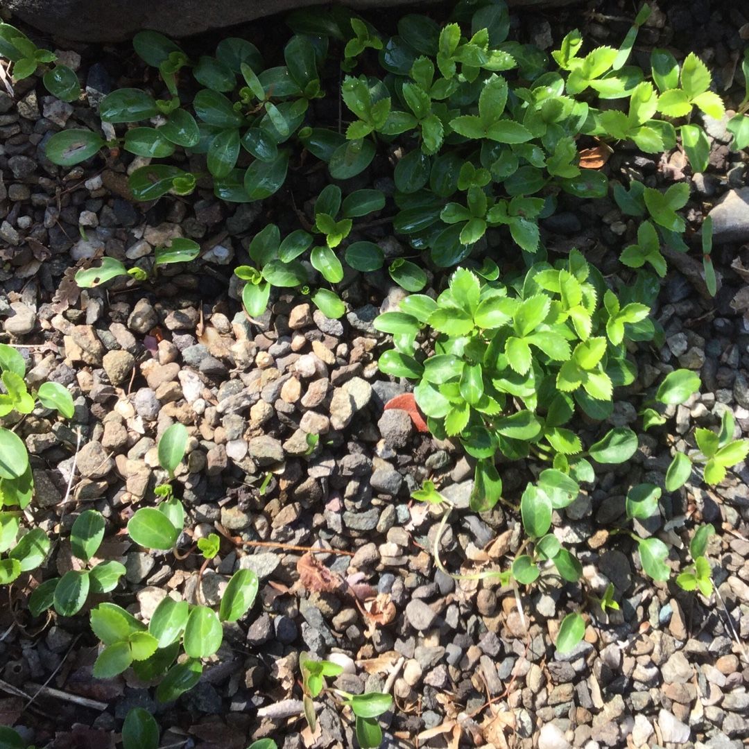 おびただしい赤ちゃんの数 ばらと猫とフラメンコ 楽天ブログ