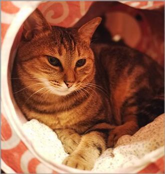 マダムっぽいとか言わないで