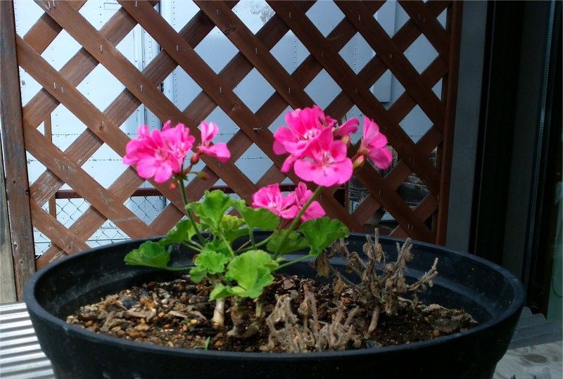 今日の庭に咲く花 Miraiの庭 つれづれに 楽天ブログ