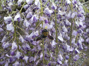 20140514フジとクマバチ.jpg