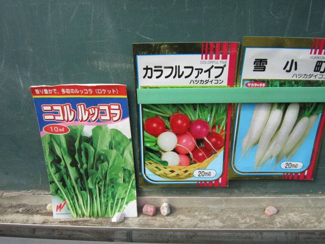 20121006ルッコラ、20日大根.jpg
