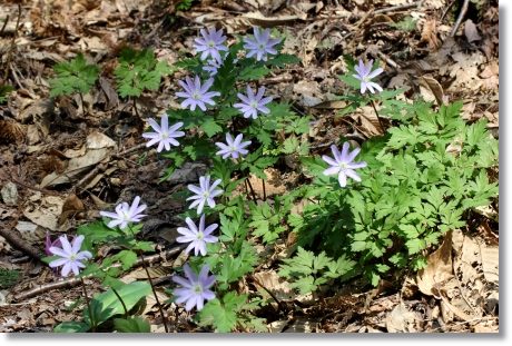 樹木公園-9 キクザキイチゲ-2 14.4.2