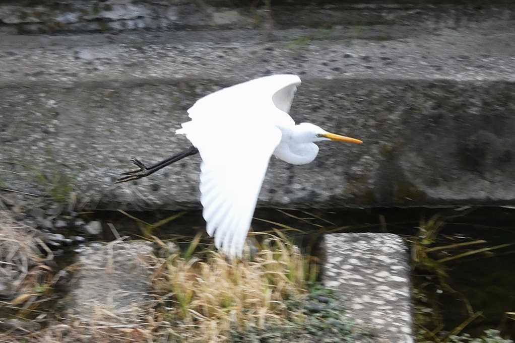 515