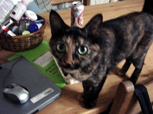 大きなお目目のぐれちゃん