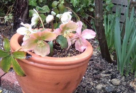 クリロー20120317-2.JPG