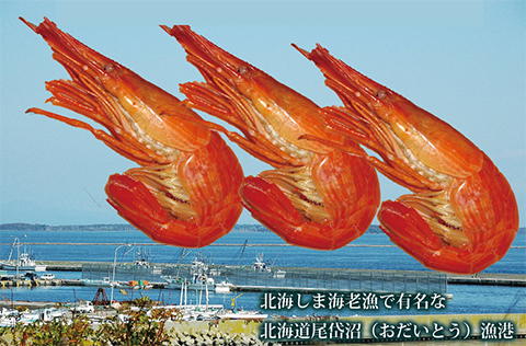 北海道 オホーツク 北海シマエビ
